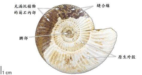 鸚鵡螺化石功效